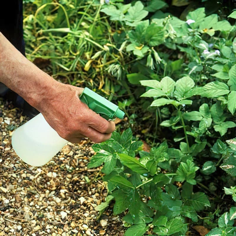 La vodka pour tuer les mauvaises herbes. source : thisoldhouse