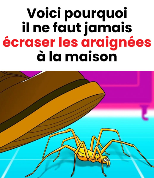 Voici pourquoi il ne faut jamais écraser les araignées à la maison