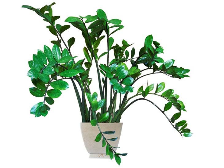 Le zamioculcas 